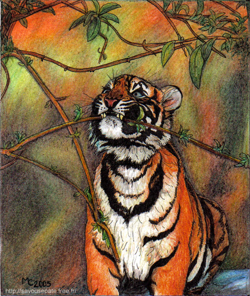 Fonds d'cran Art - Crayon Animaux - Félins Tigre