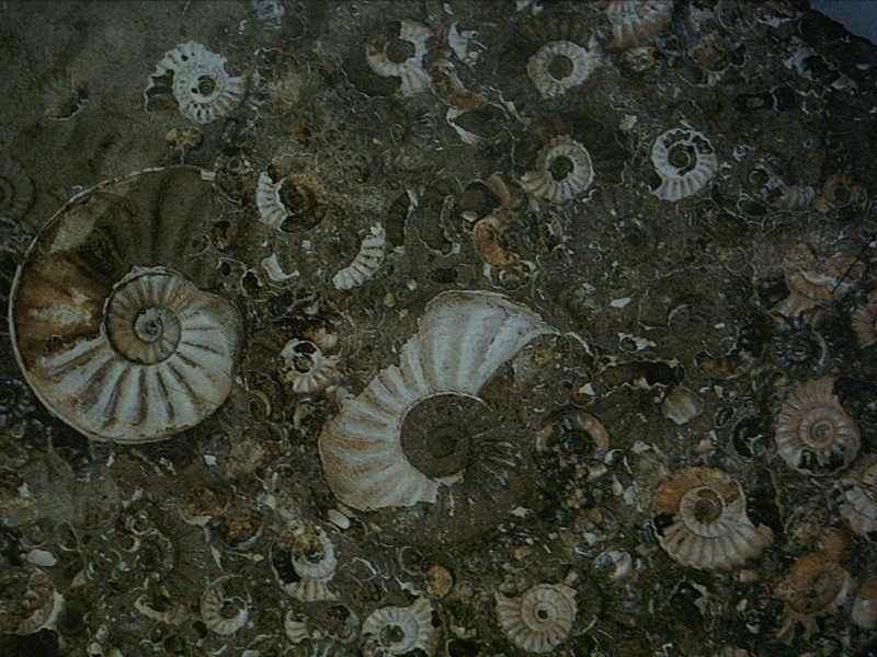 Fonds d'cran Animaux Escargots - Limaces fossile