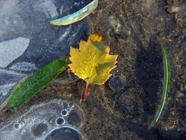 Fonds d'cran Nature Feuilles - Feuillages Saison du gel