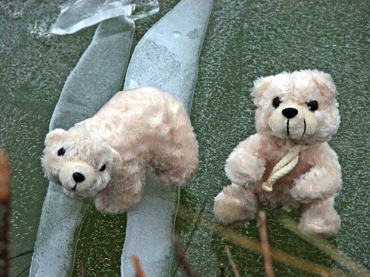 Fonds d'cran Objets Peluches Petits Ours blancs sur la banquise...