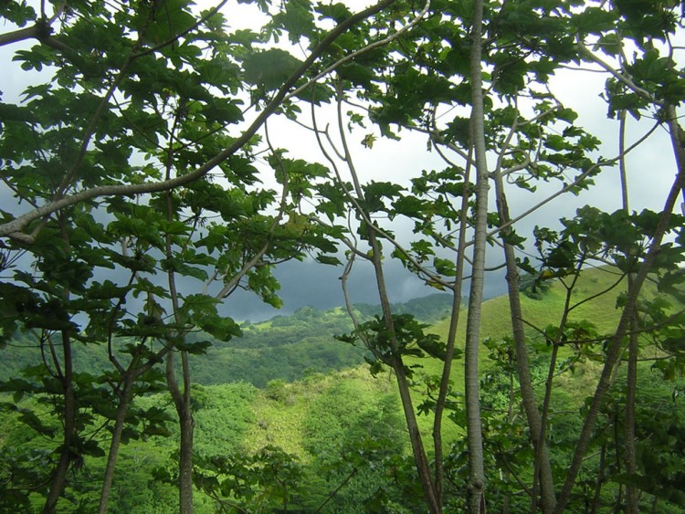 Fonds d'cran Nature Feuilles - Feuillages Ciel noir  l'horizon