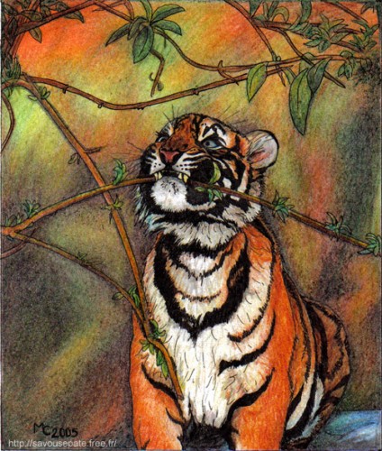 Fonds d'cran Art - Crayon Animaux - Flins Tigre