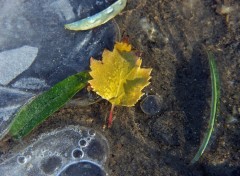 Fonds d'cran Nature Saison du gel