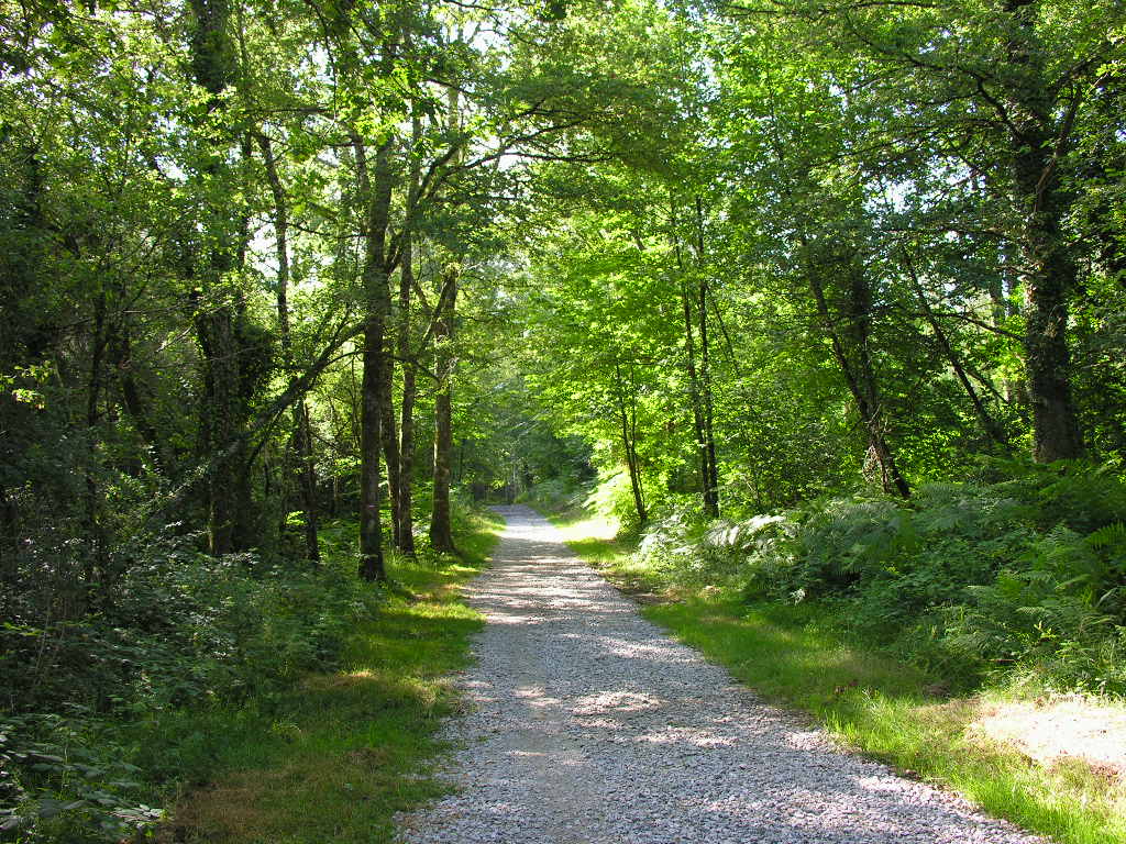 Fonds d'cran Nature Arbres - Forts 