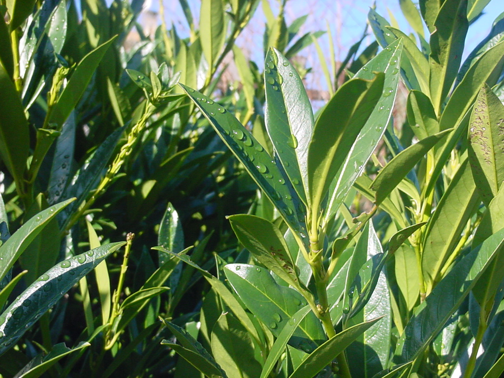 Fonds d'cran Nature Plantes - Arbustes laurier