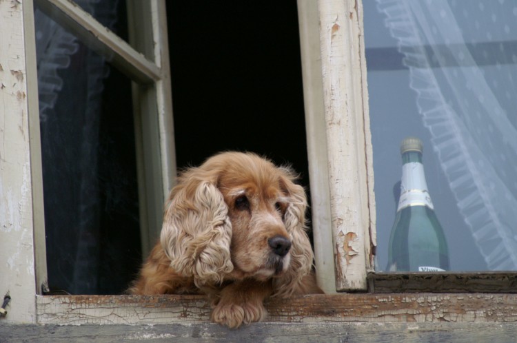 Wallpapers Animals Dogs Chien prenant l'air  sa fenetre!!