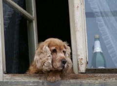 Fonds d'cran Animaux Chien prenant l'air  sa fenetre!!