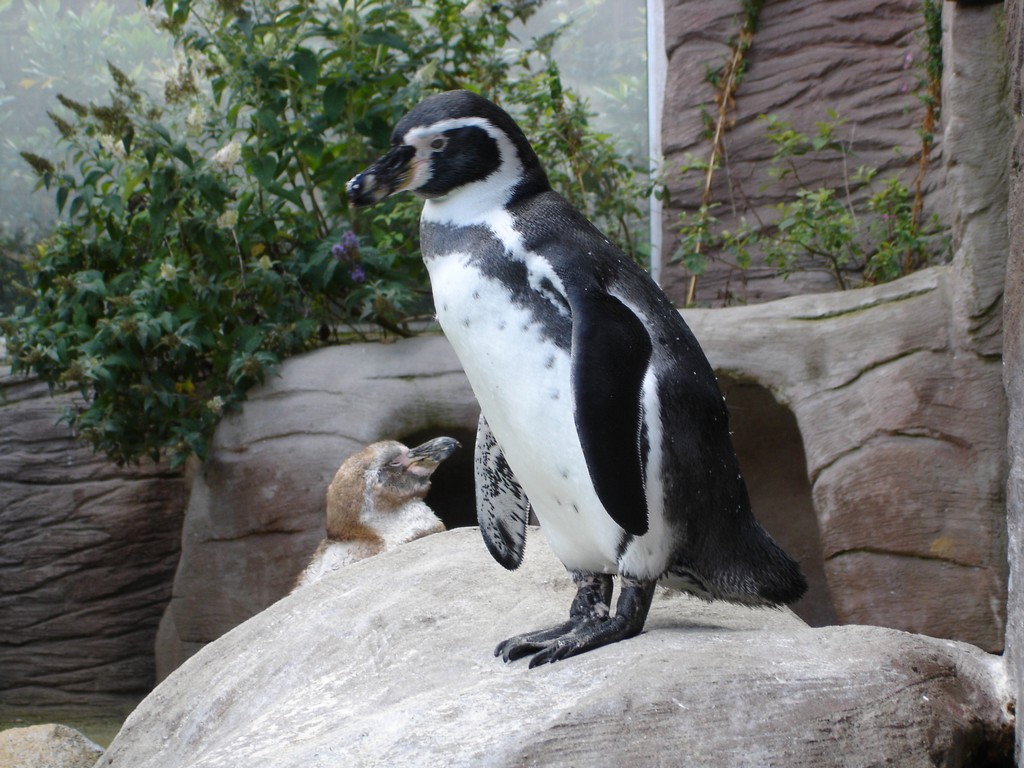 Fonds d'cran Animaux Oiseaux - Manchots 