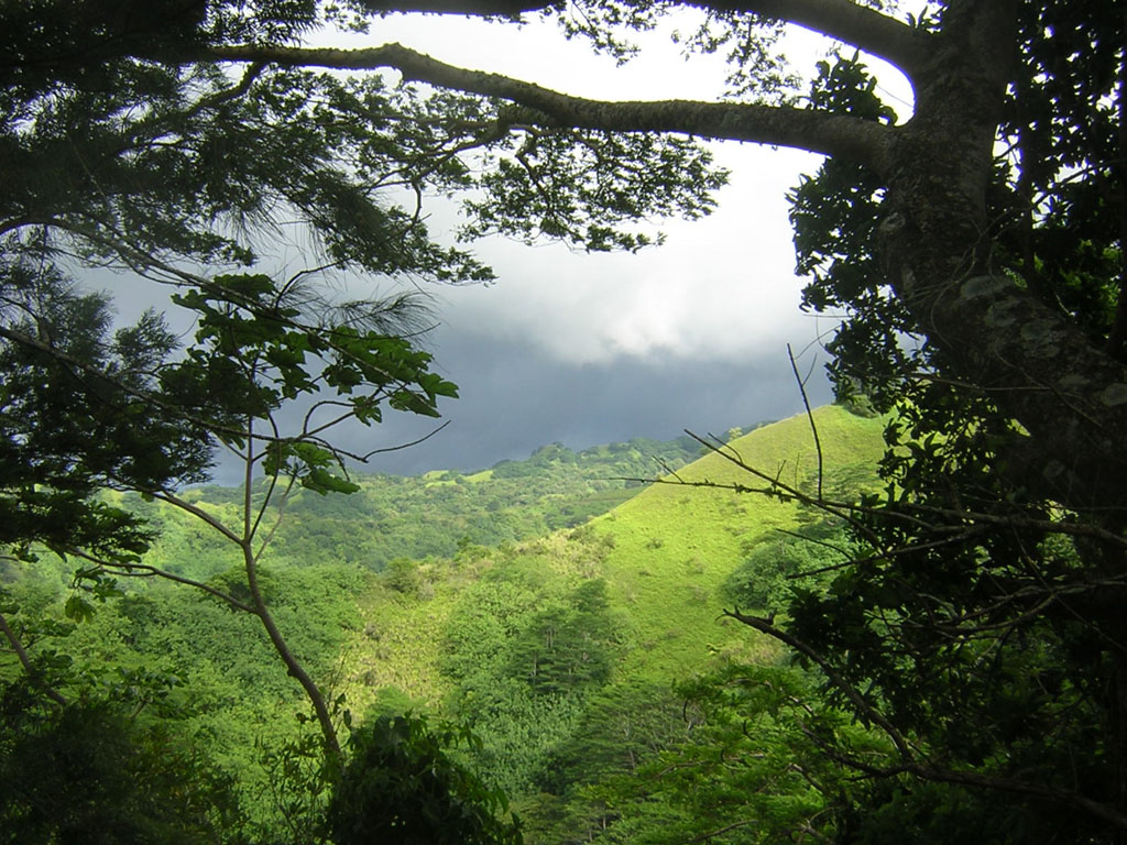 Fonds d'cran Nature Arbres - Forts orage encadr