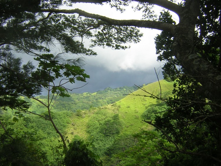 Fonds d'cran Nature Arbres - Forts orage encadr