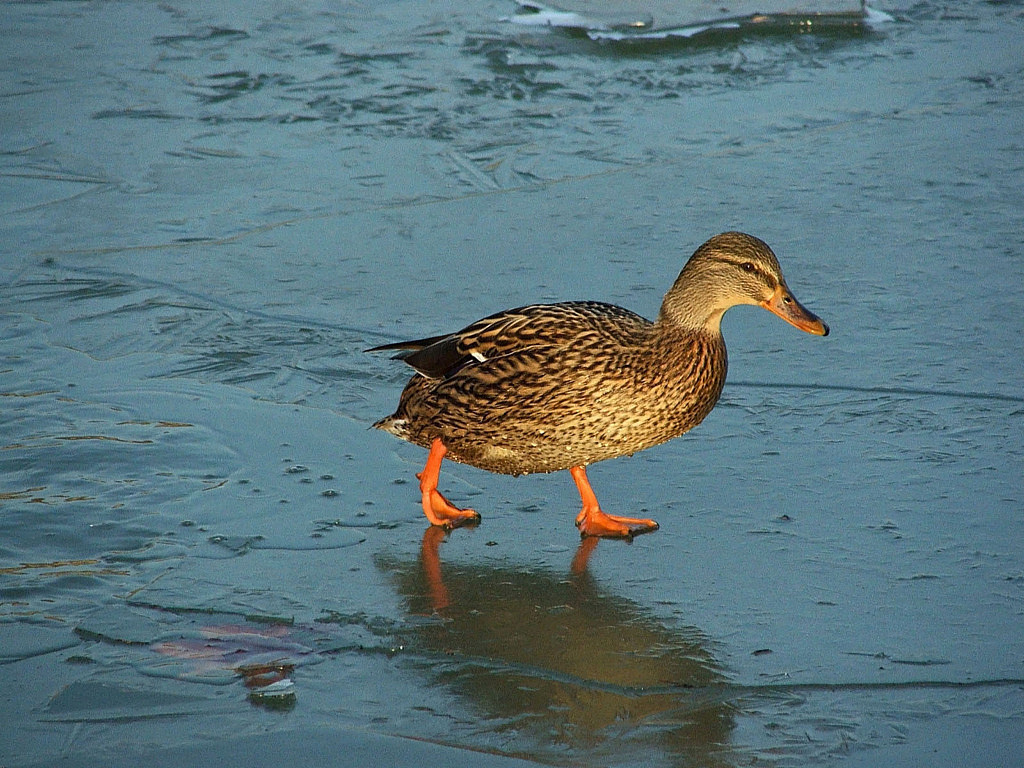 Fonds d'cran Animaux Oiseaux - Canards Saison d'hiver