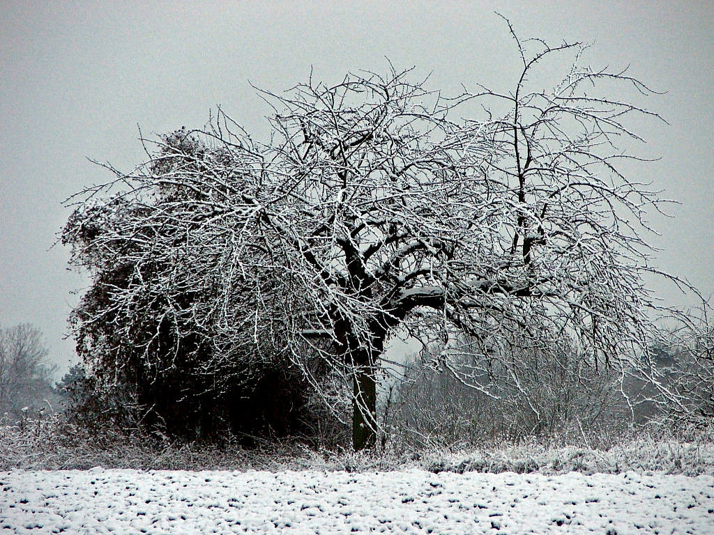 Fonds d'cran Nature Saisons - Hiver Saison d'hiver