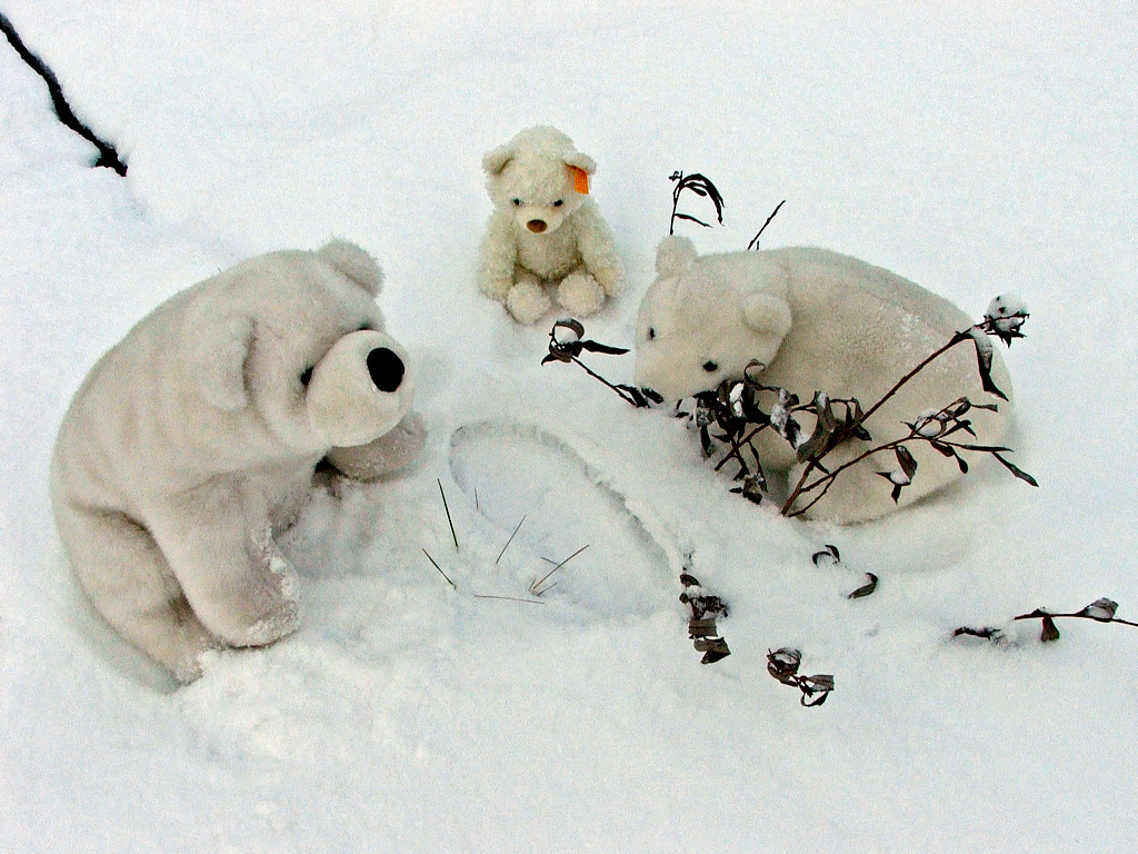 Fonds d'cran Objets Peluches L'Education chez les Ours Blancs.. (Aujourd'hui, sur les Chasseurs, espce 