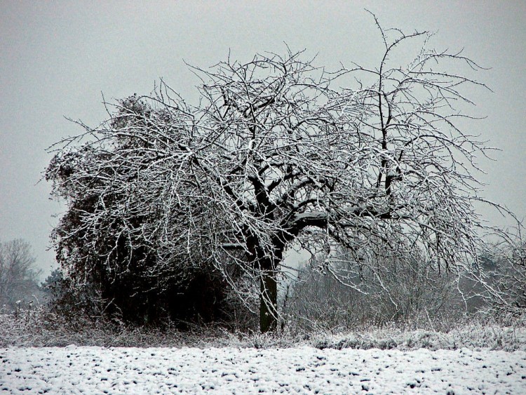 Wallpapers Nature Saisons - Winter Saison d'hiver