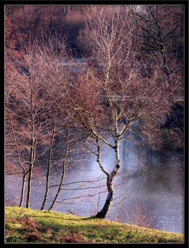 Fonds d'cran Nature Arbres - Forts Bord d'tang-hiver