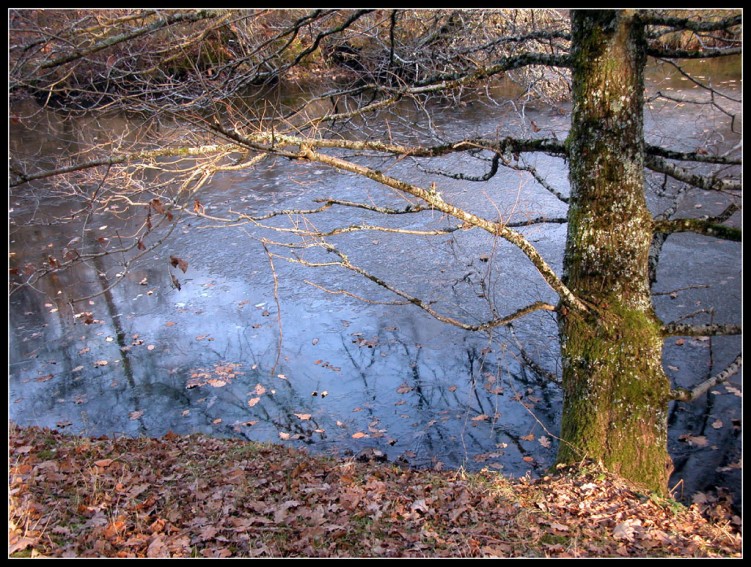 Wallpapers Nature Trees - Forests Bord d'tang-hiver