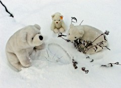 Fonds d'cran Objets L'Education chez les Ours Blancs.. (Aujourd'hui, sur les Chasseurs, espce 