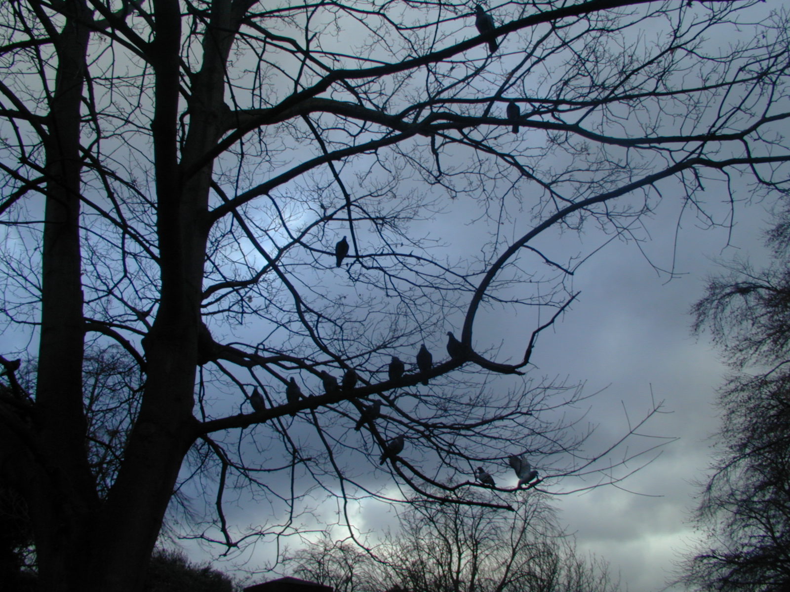 Fonds d'cran Nature Arbres - Forts 