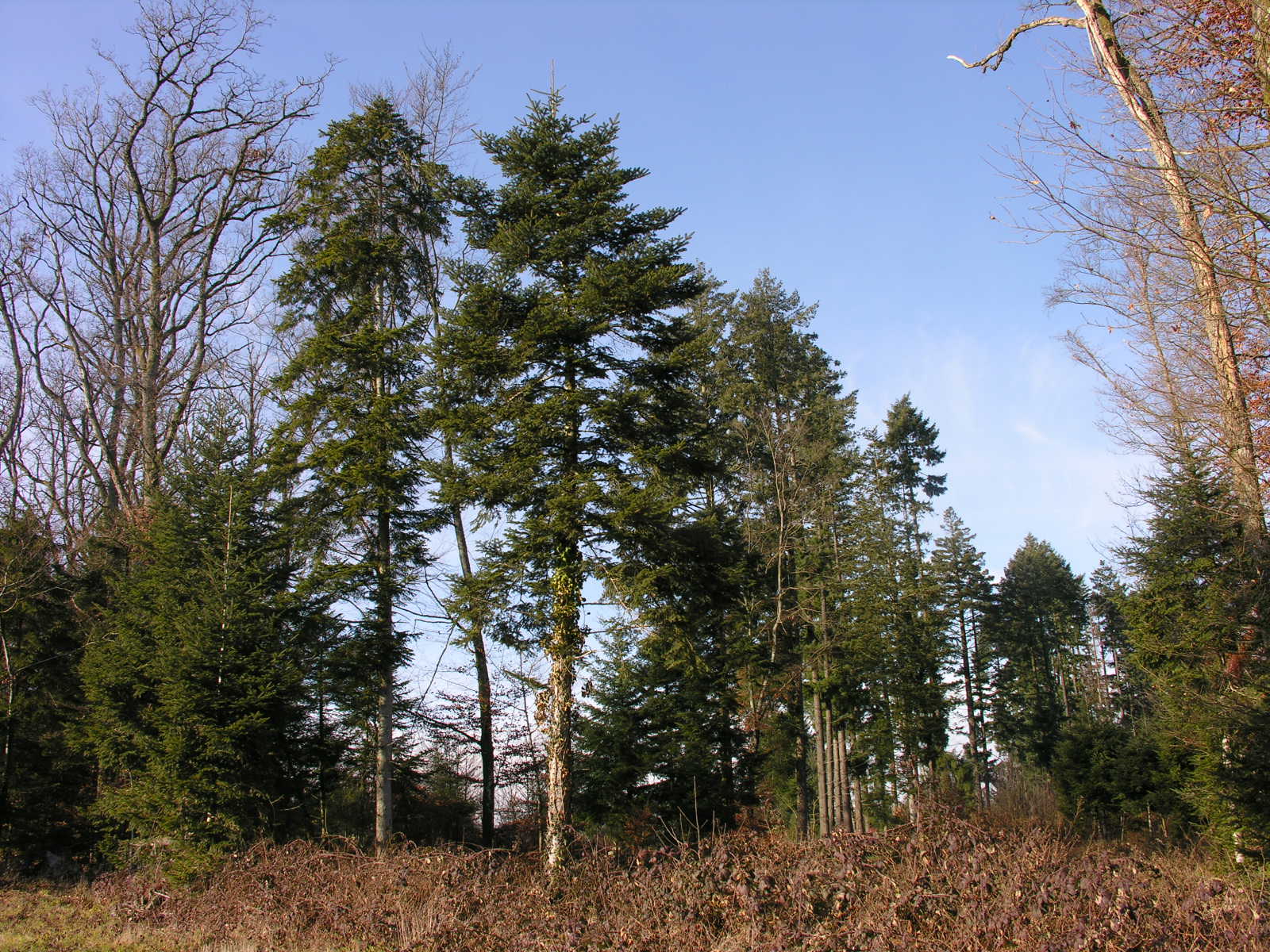 Fonds d'cran Nature Arbres - Forts 