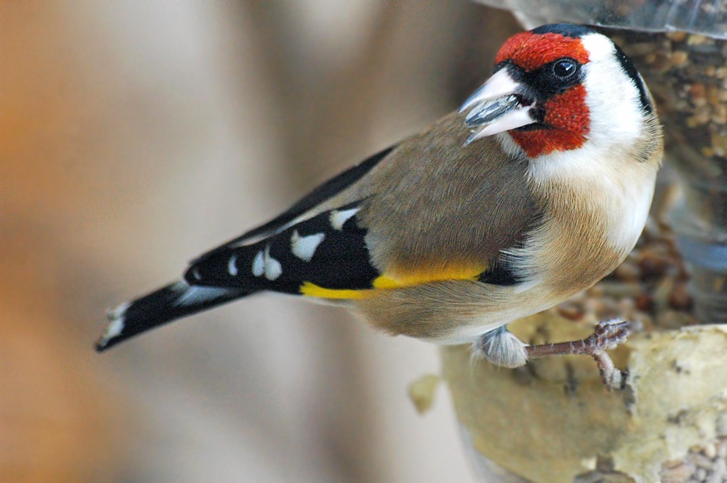 Wallpapers Animals Birds - Chardonnerets Chardonneret lgant