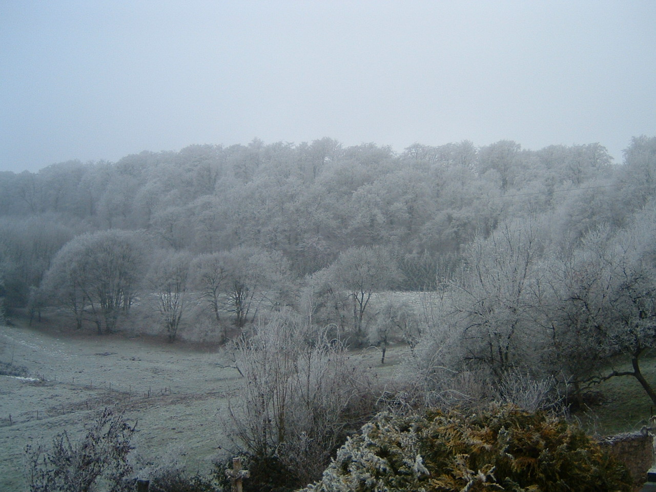 Wallpapers Nature Saisons - Winter arbres givrs