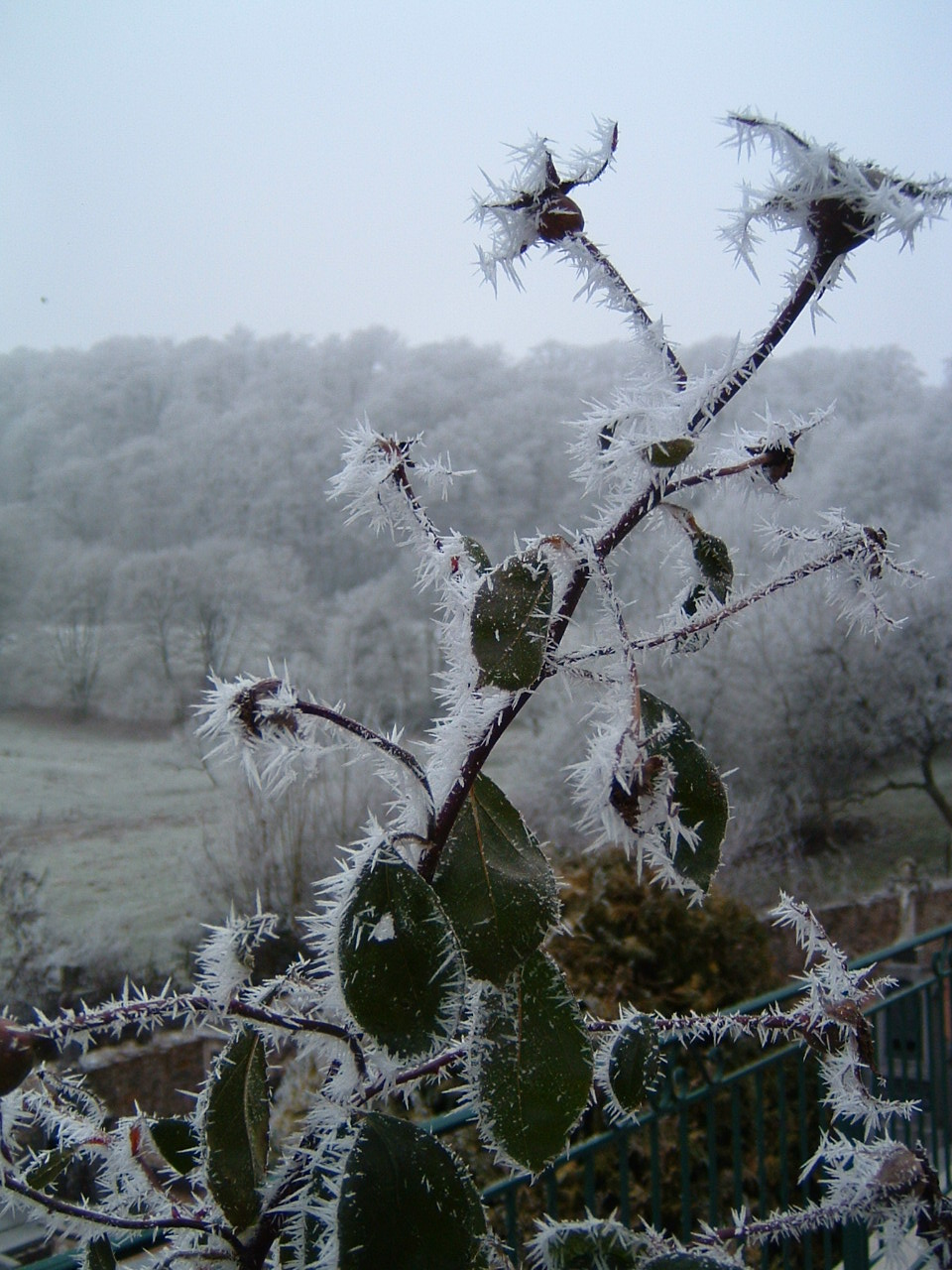 Wallpapers Nature Saisons - Winter piques de givres