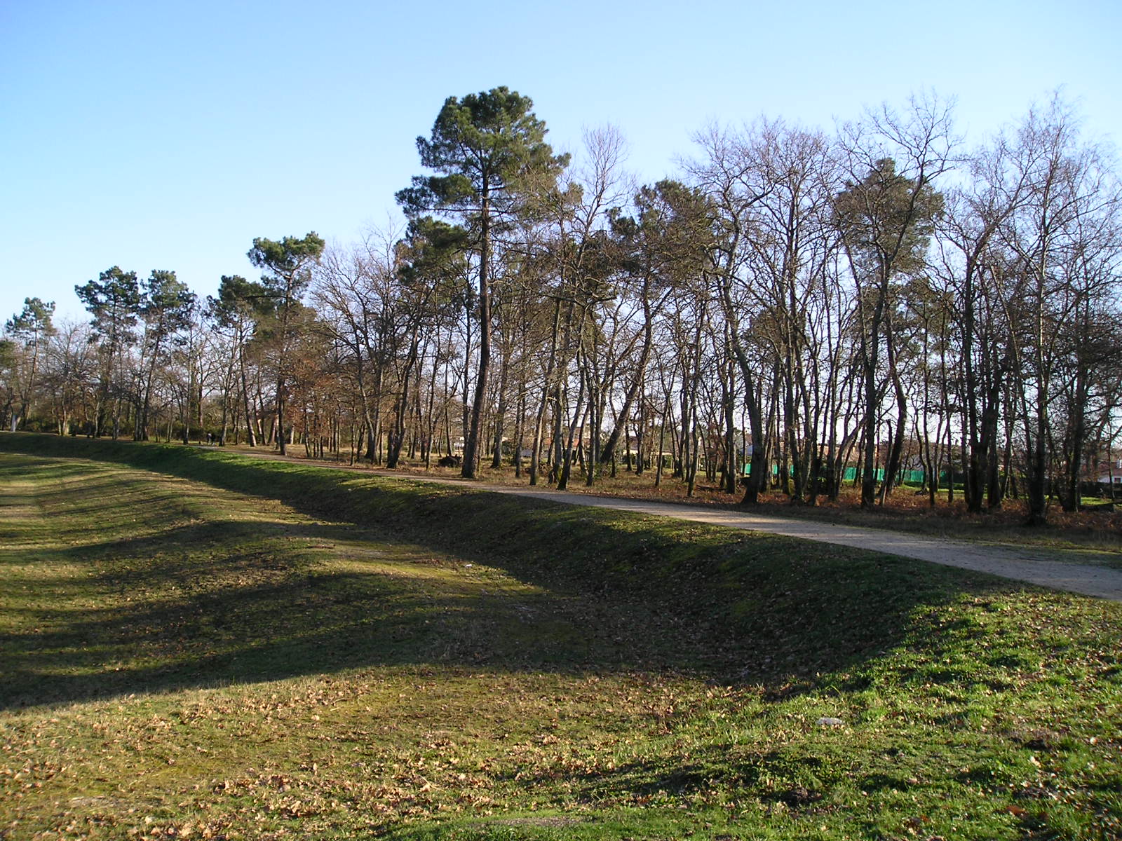 Fonds d'cran Nature Arbres - Forts 