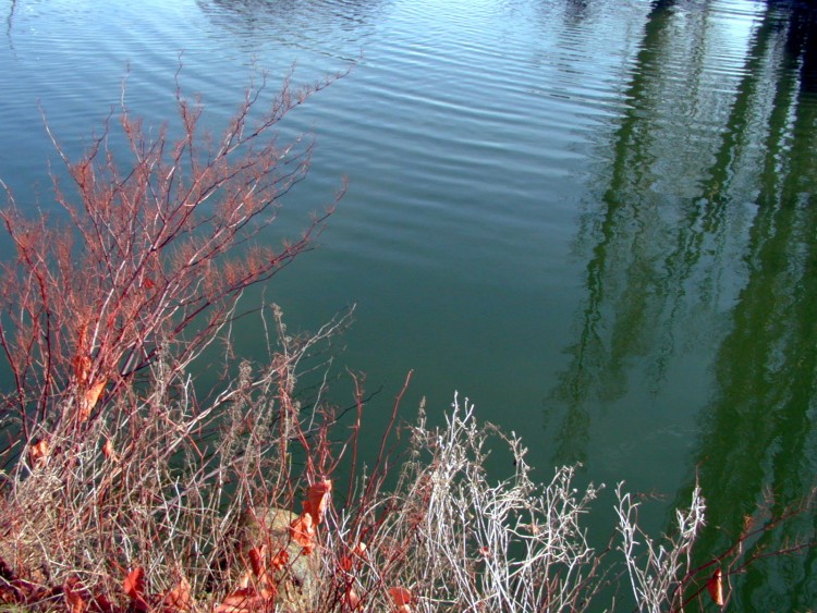 Wallpapers Nature Water - Reflection Reflets