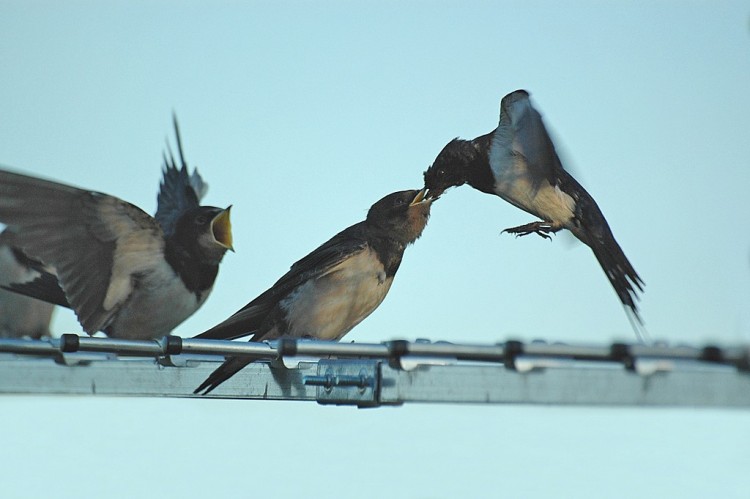 Wallpapers Animals Birds - Swallows Hirondelles