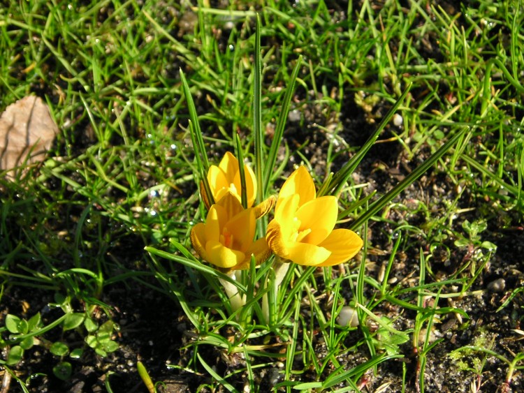 Wallpapers Nature Flowers crocus