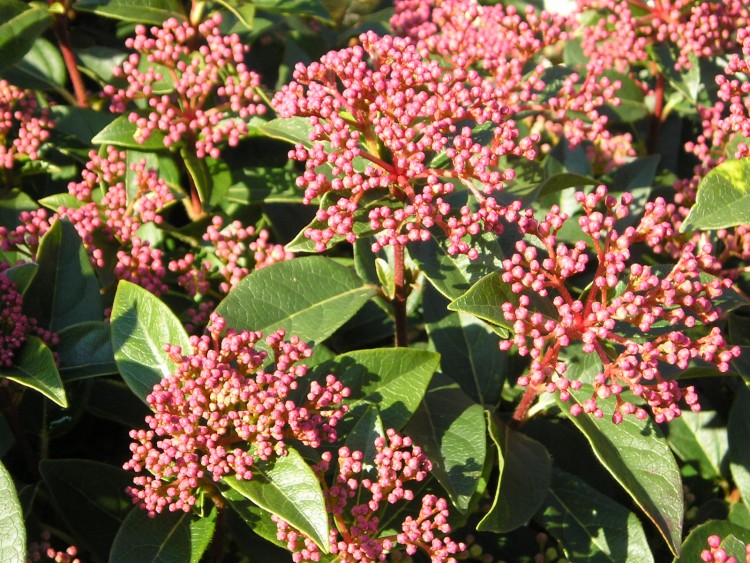 Fonds d'cran Nature Plantes - Arbustes laurier