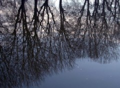 Wallpapers Nature Reflets