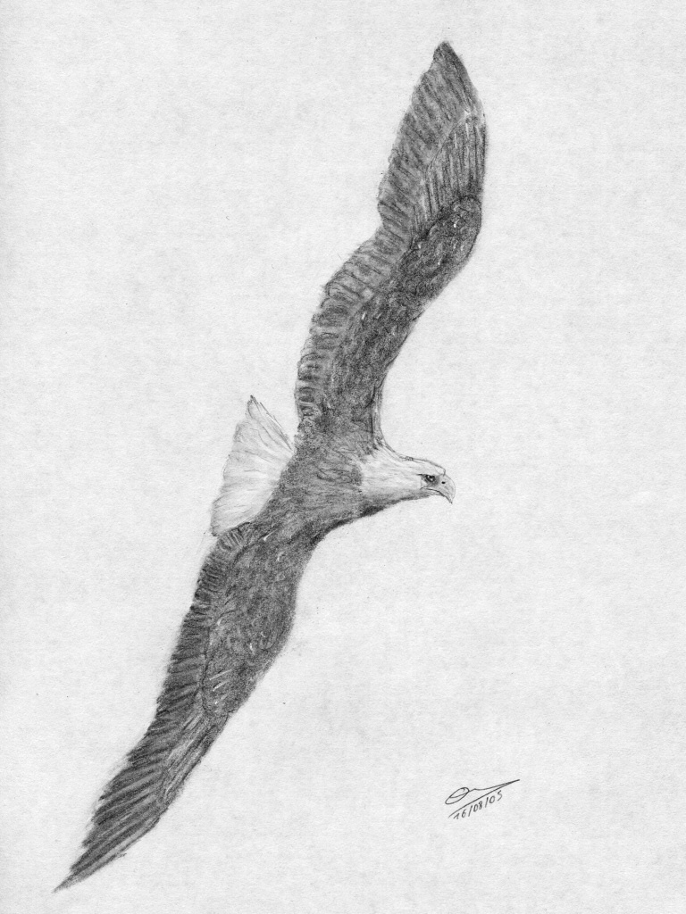 Fonds d'cran Art - Crayon Animaux - Oiseaux - Rapaces Pygargue  tte blanche