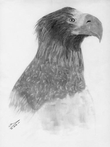 Fonds d'cran Art - Crayon Animaux - Oiseaux - Rapaces Pygargue de Steller