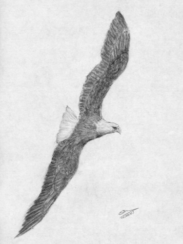 Fonds d'cran Art - Crayon Animaux - Oiseaux - Rapaces Pygargue  tte blanche