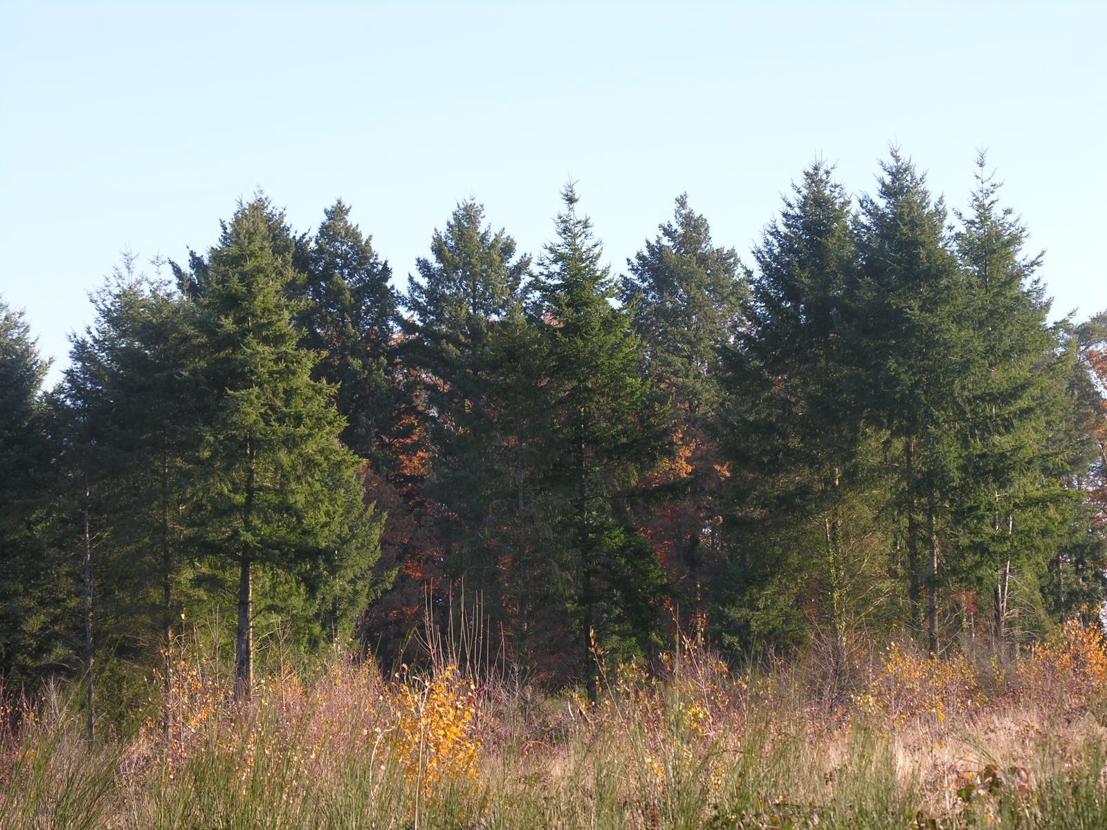 Fonds d'cran Nature Arbres - Forts 