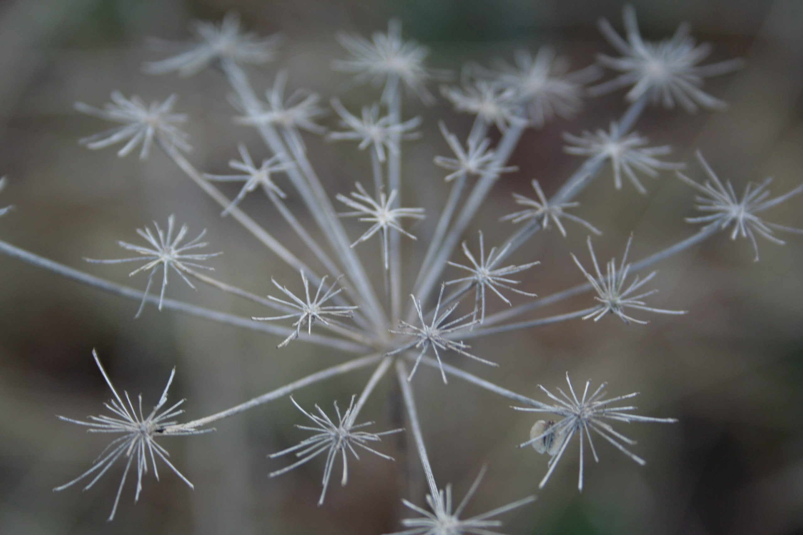 Fonds d'cran Nature Fleurs 