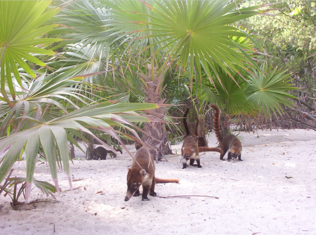 Wallpapers Animals Raccoons Racoon du mexique!