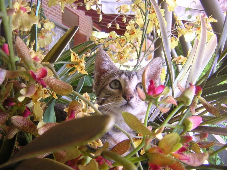 Fonds d'cran Animaux Chats - Chatons camouflage