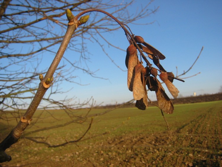 Fonds d'cran Nature Feuilles - Feuillages Bourgeons et feuilles mortes