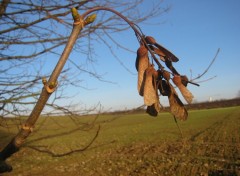 Fonds d'cran Nature Bourgeons et feuilles mortes