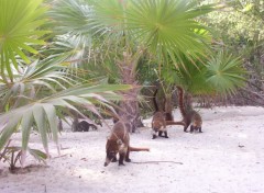 Wallpapers Animals Racoon du mexique!