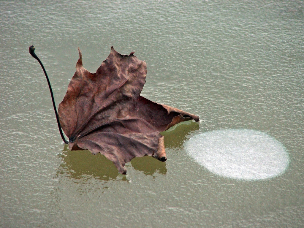 Fonds d'cran Nature Feuilles - Feuillages Saison du gel