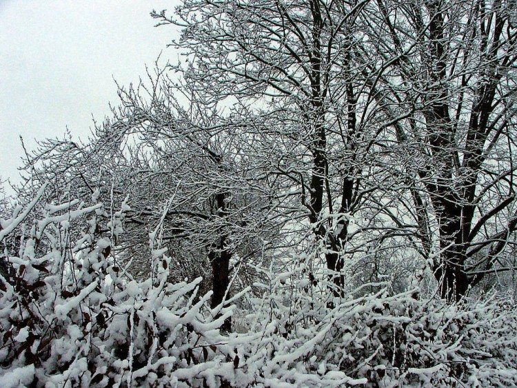 Fonds d'cran Nature Saisons - Hiver Saison d'hiver