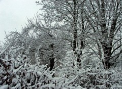 Fonds d'cran Nature Saison d'hiver