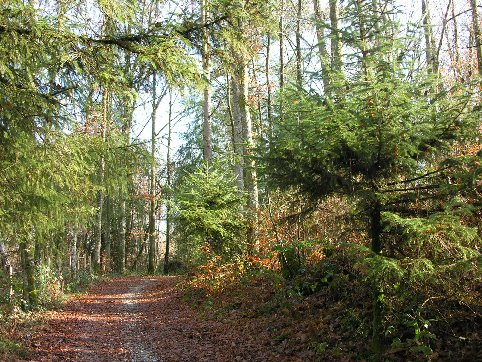 Fonds d'cran Nature Arbres - Forts 