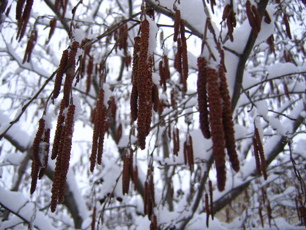 Wallpapers Nature Trees - Forests jour de neige 2