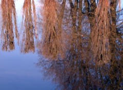 Wallpapers Nature Reflets