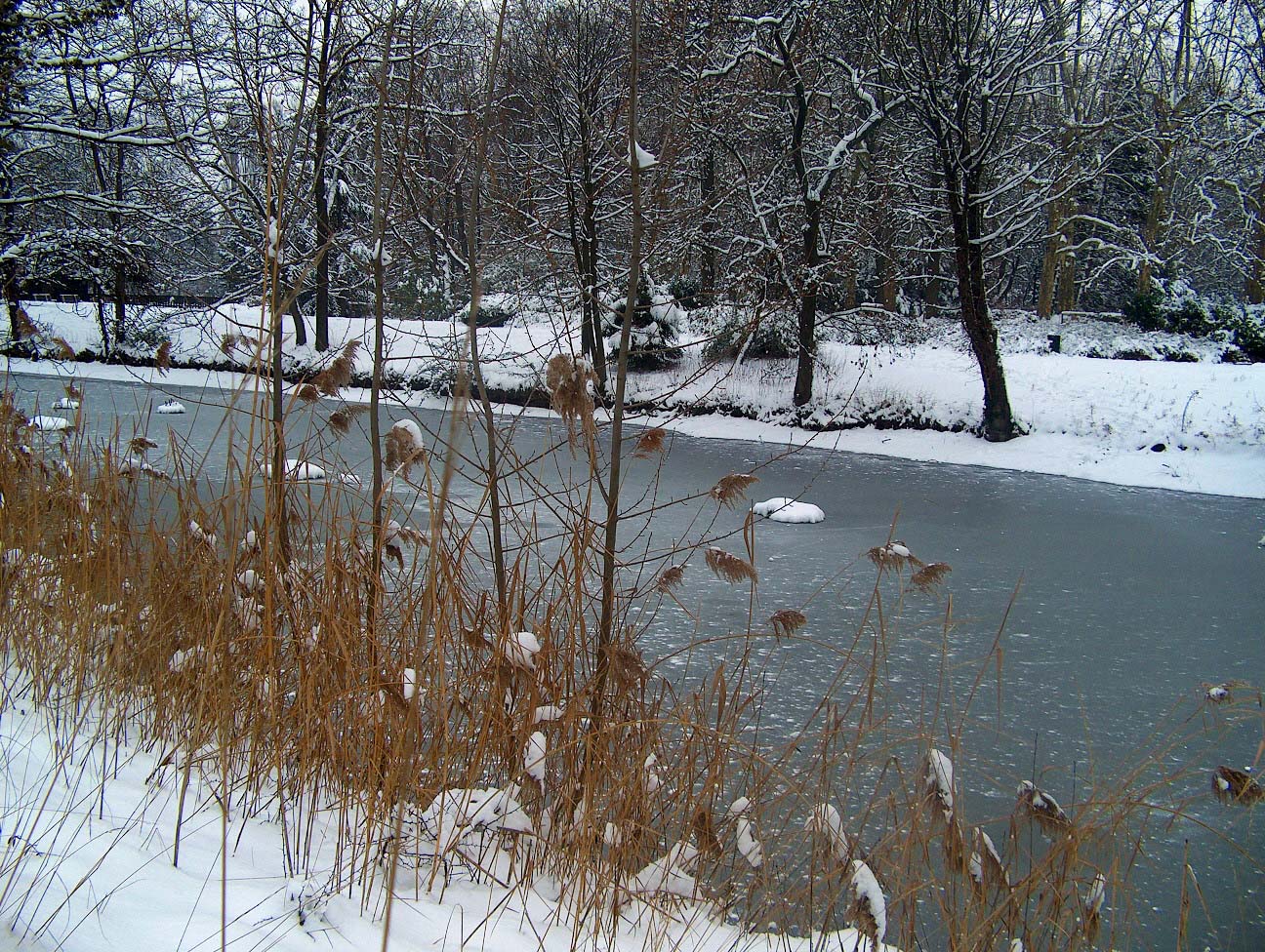 Fonds d'cran Voyages : Europe France > Rhne-Alpes La glace et les roseaux.