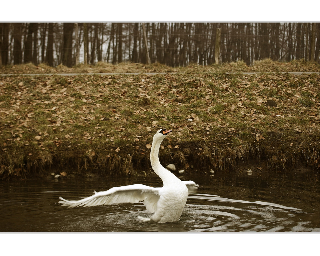 Fonds d'cran Animaux Oiseaux - Canards Cygne